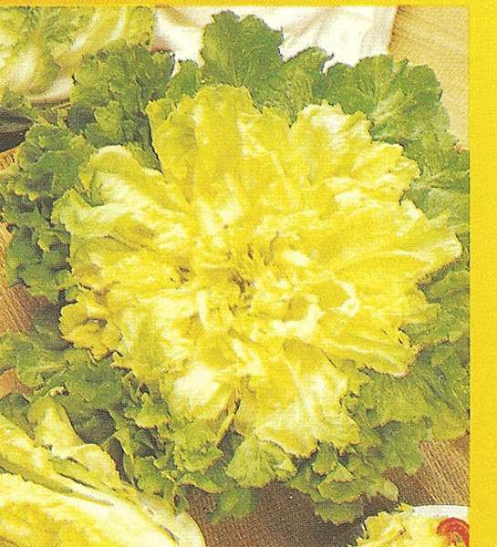 SCAROLA RICCIA SCHIANA DI SAN VALENTINO NR.1000 SEMI